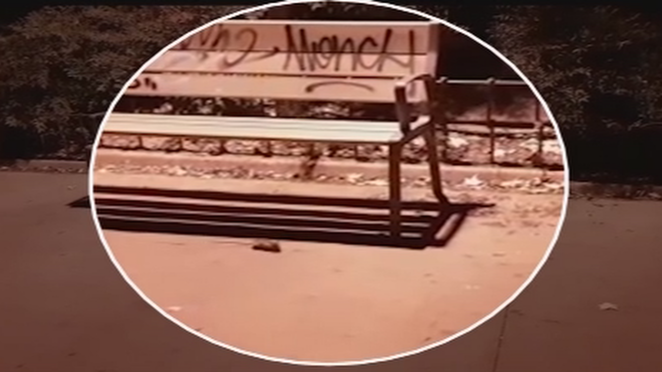 Las ratas campan a sus anchas en un parque infantil de Puente de Vallecas