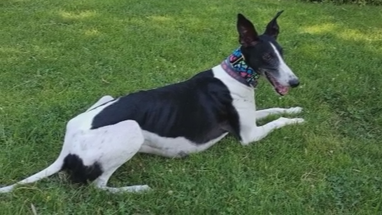 1.000 euros de recompensa a quien encuentre a Jara, desaparecida en Valdemoro