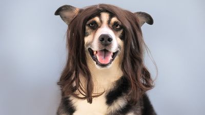 Autónomos: ¿Cómo montar una peluquería canina en Madrid?