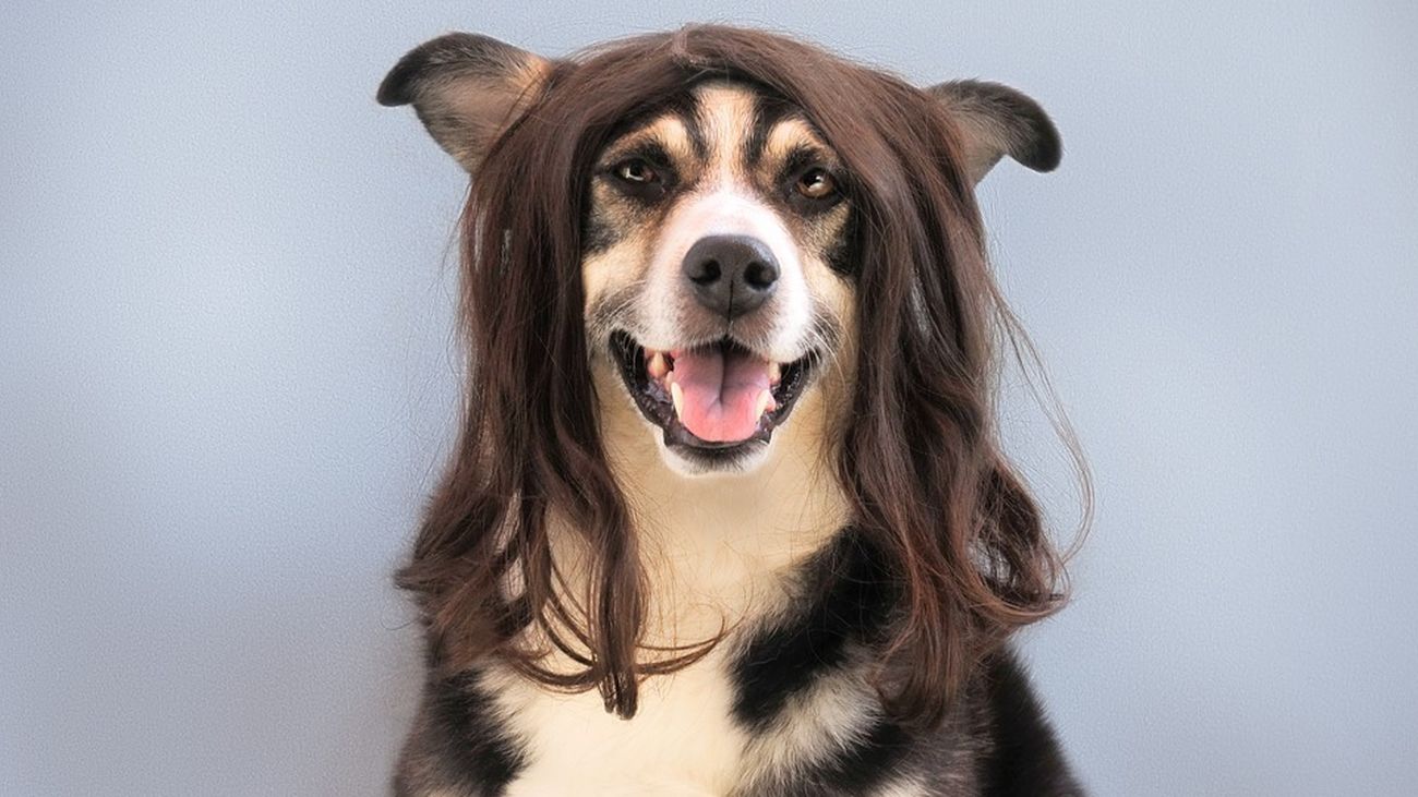 Autónomos: ¿Cómo montar una peluquería canina en Madrid?