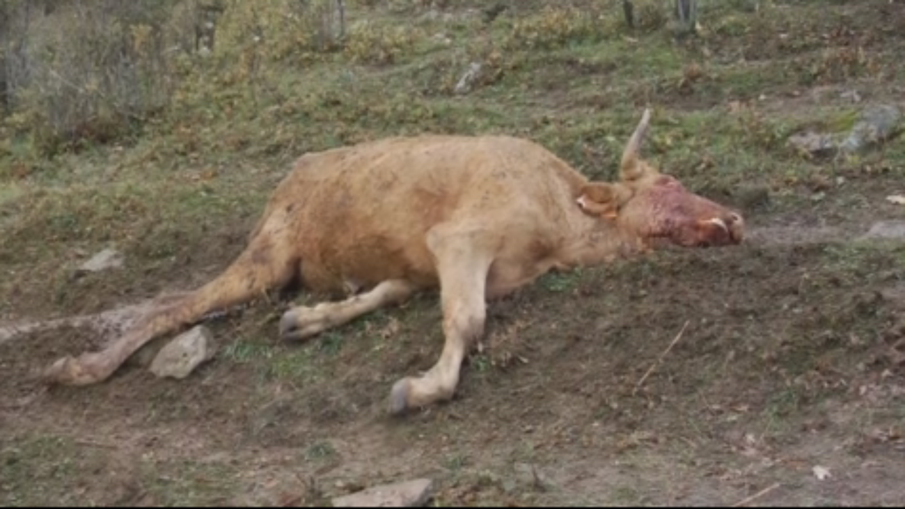 Ganaderos denuncian "ataques" de buitres a un ganado vivo en Canencia