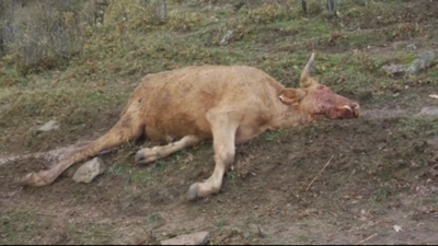 Ganaderos denuncian "ataques" de buitres a un ganado vivo en Canencia