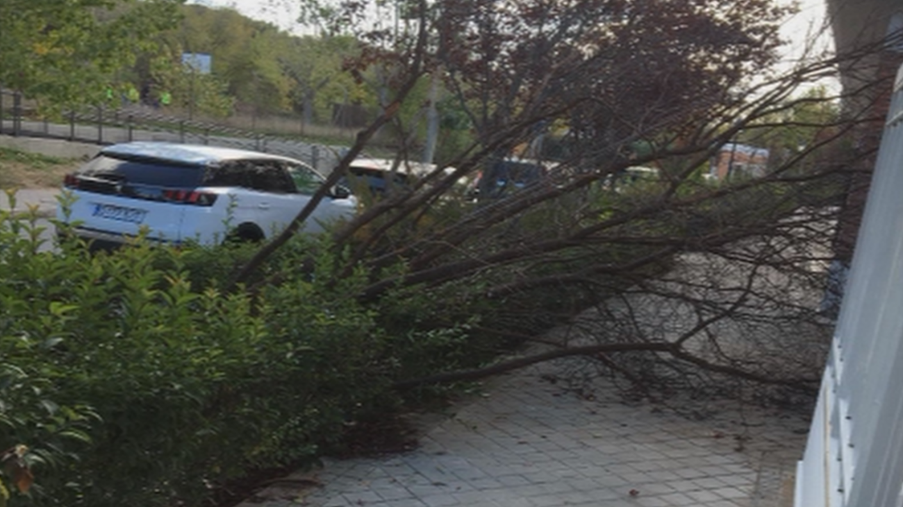 Preocupación en Mingorrubio por la repentina caída de árboles