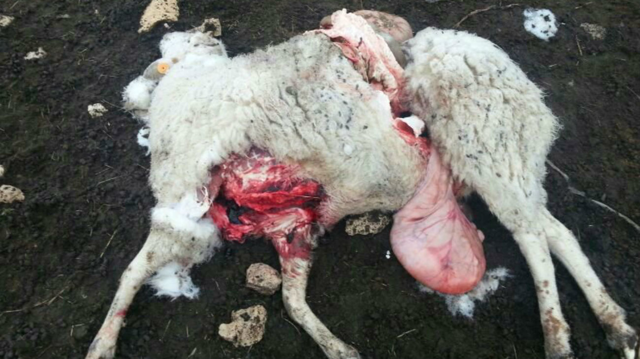Oveja muerta (Foto UGAMA)