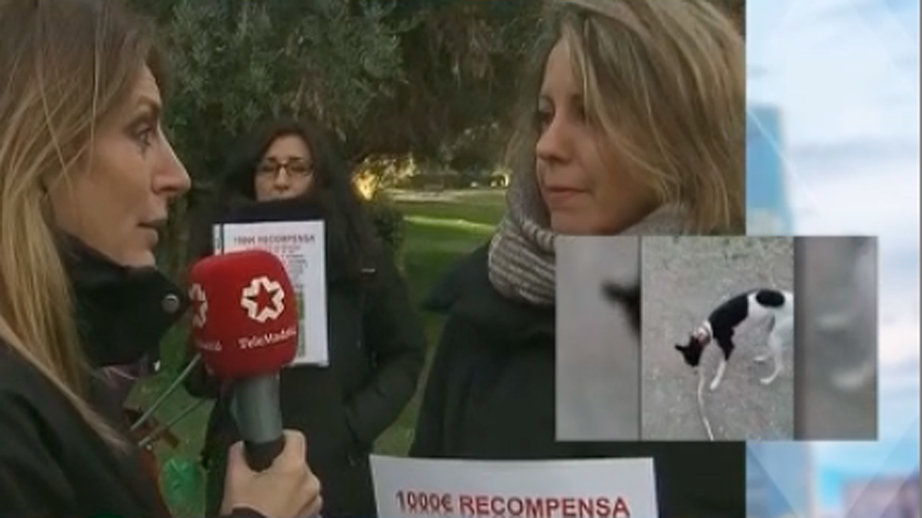 Los dueños de la desaparecida perra Jara en Valdemoro creen que la han robado furtivos