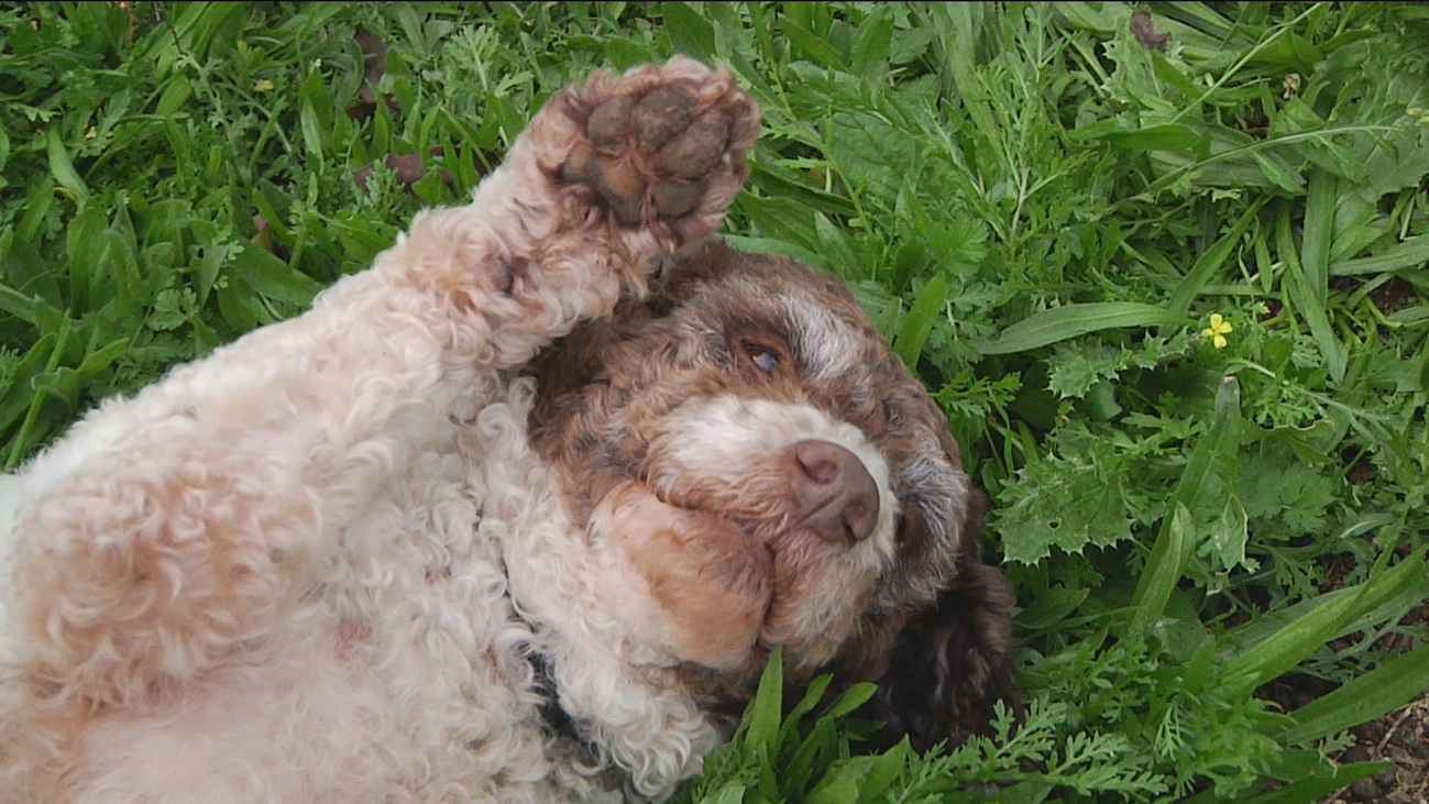 Macchia, la mejor perra rastreadora del mundo