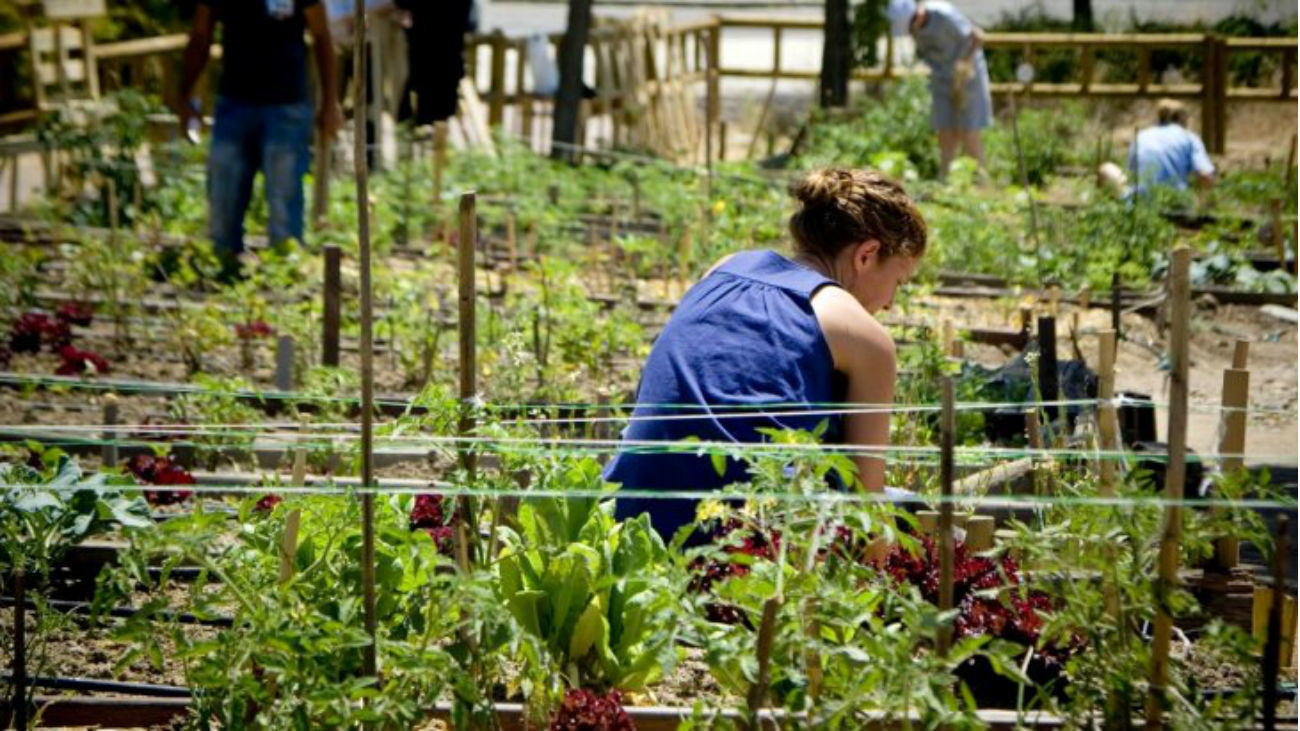 Fuenlabrada pone a disposición de sus vecinos hasta 70 huertos urbanos