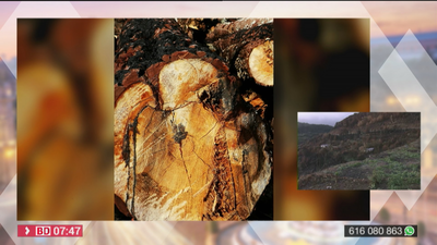 Los vecinos de Cenicientos denuncian una tala masiva de árboles