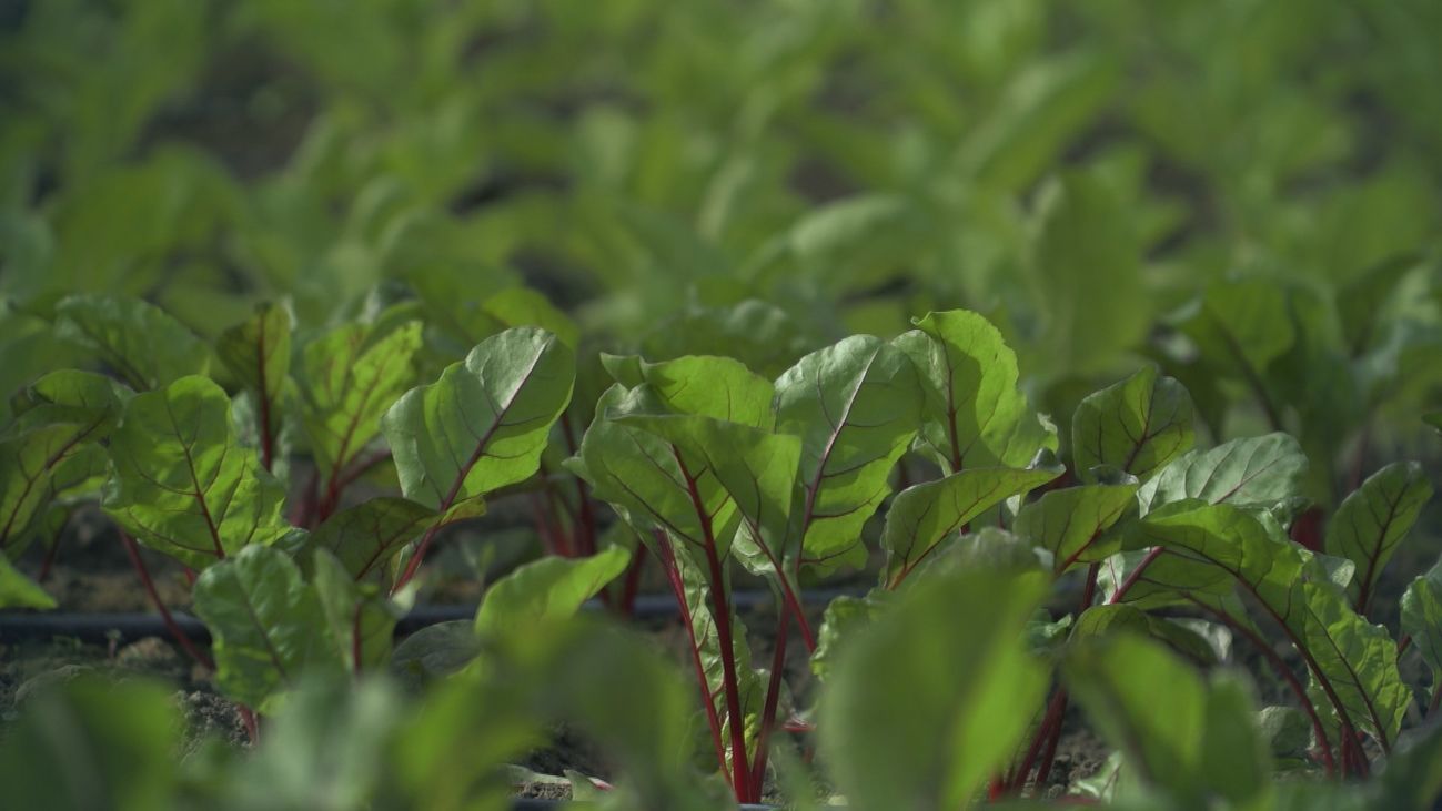 Salud al día 10.11.2019