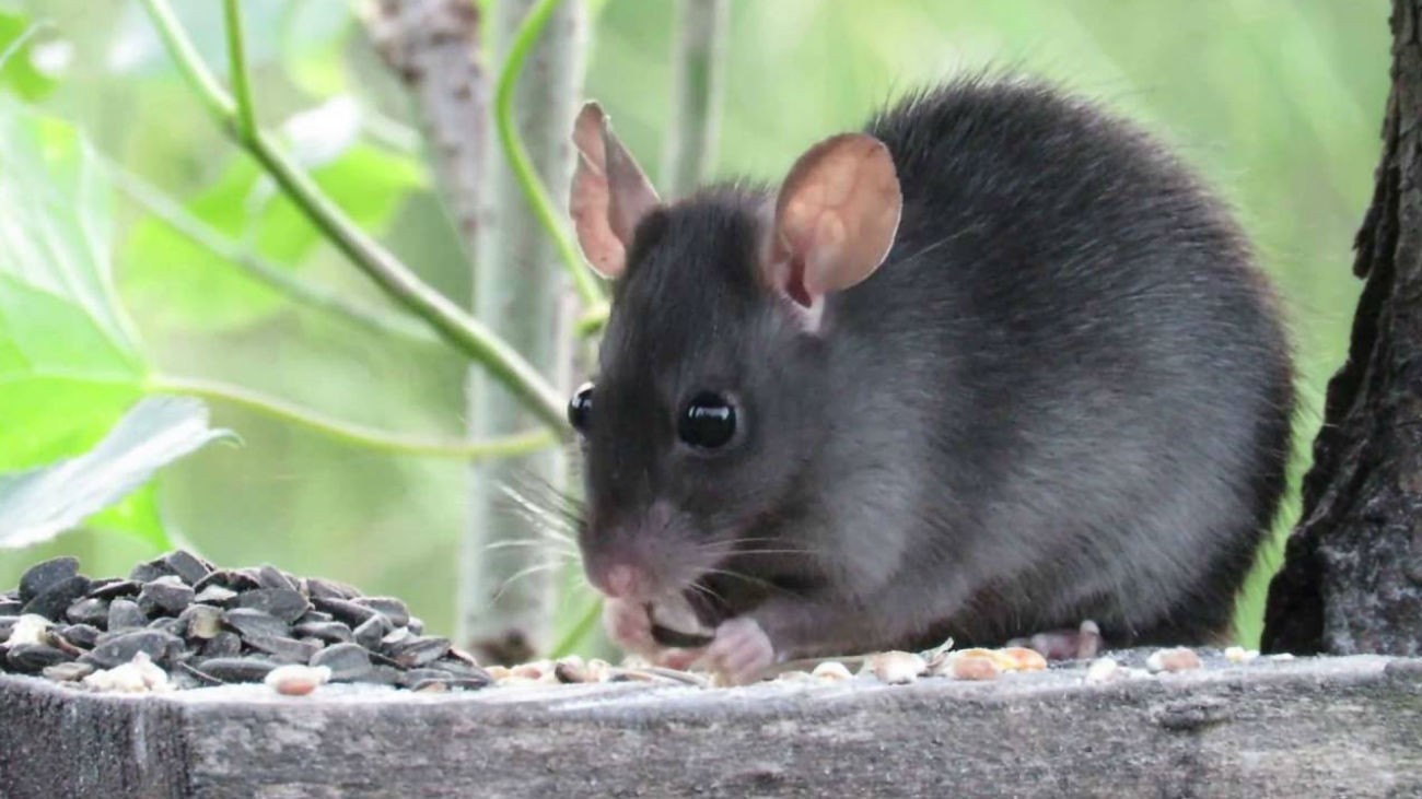 Se detecta la por primera presencia de rata negra en Madrid