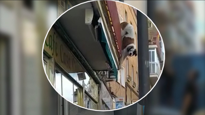 El agónico rescate a dos perros San Bernardo en Vallecas