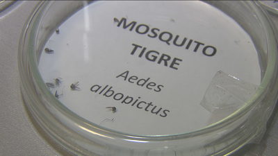 Primer caso de dengue por transmisión sexual entre hombres en el mundo