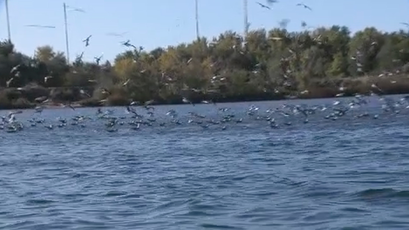 Rutas organizadas para ver la avifauna y el esplendor de la Laguna del Campillo en otoño