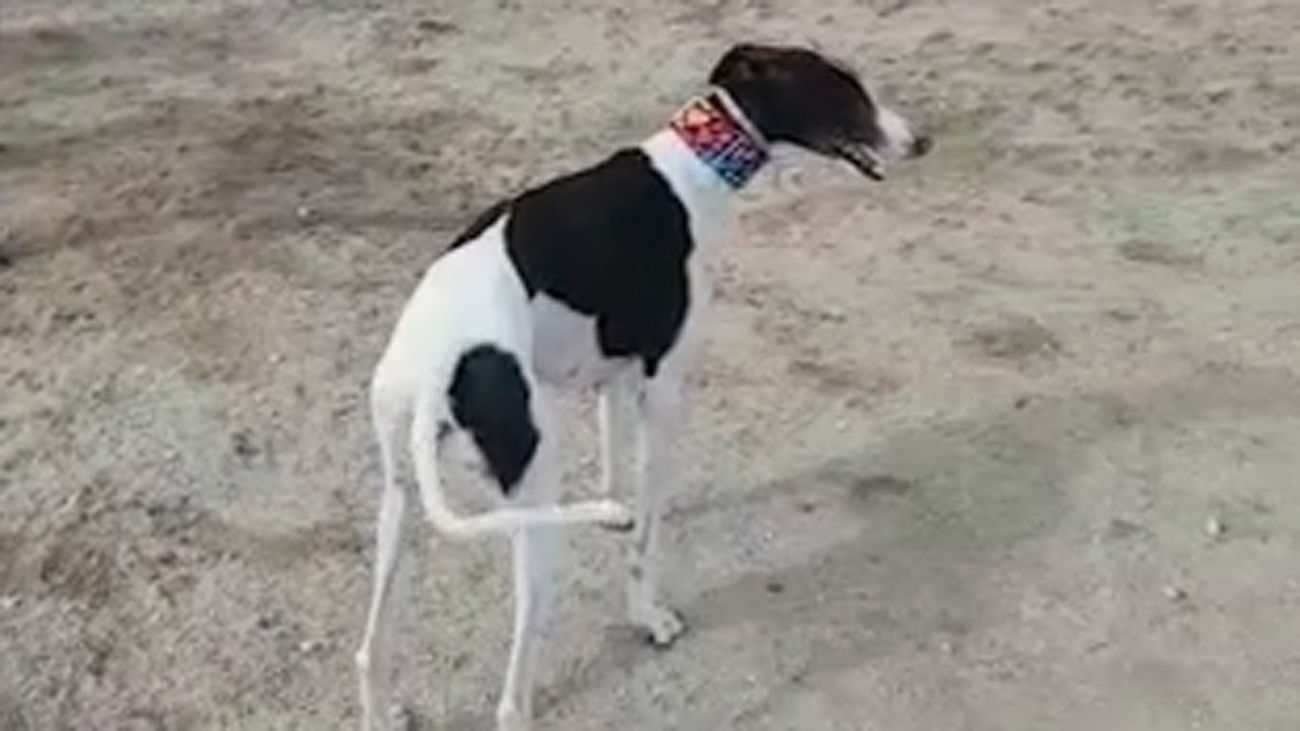 Madrid Directo 11.11.2019