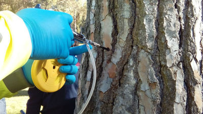 Tres Cantos declara la guerra a la oruga procesionaria