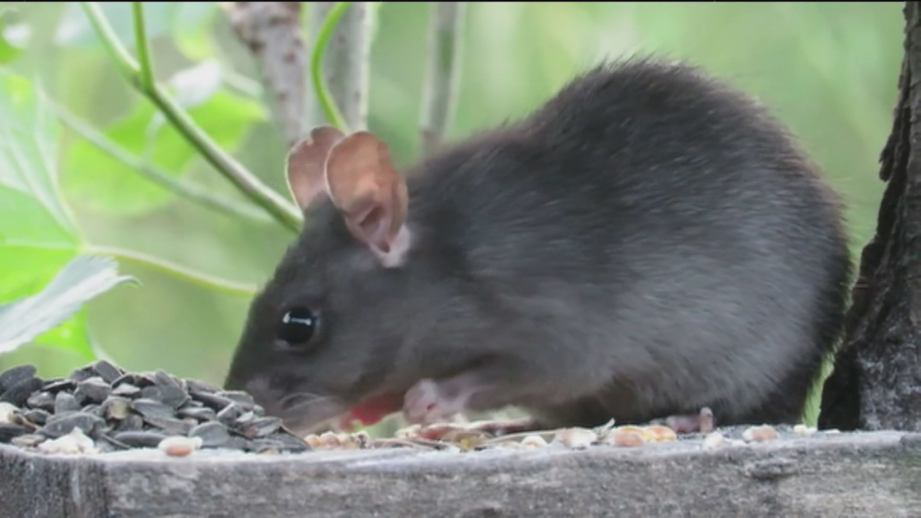 Alertan de la presencia de rata negra en Madrid