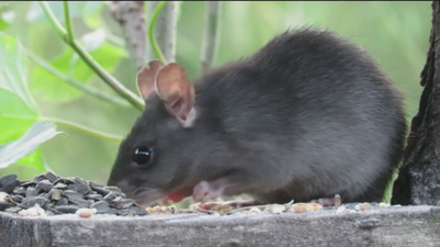 Alertan de la presencia de rata negra en Madrid