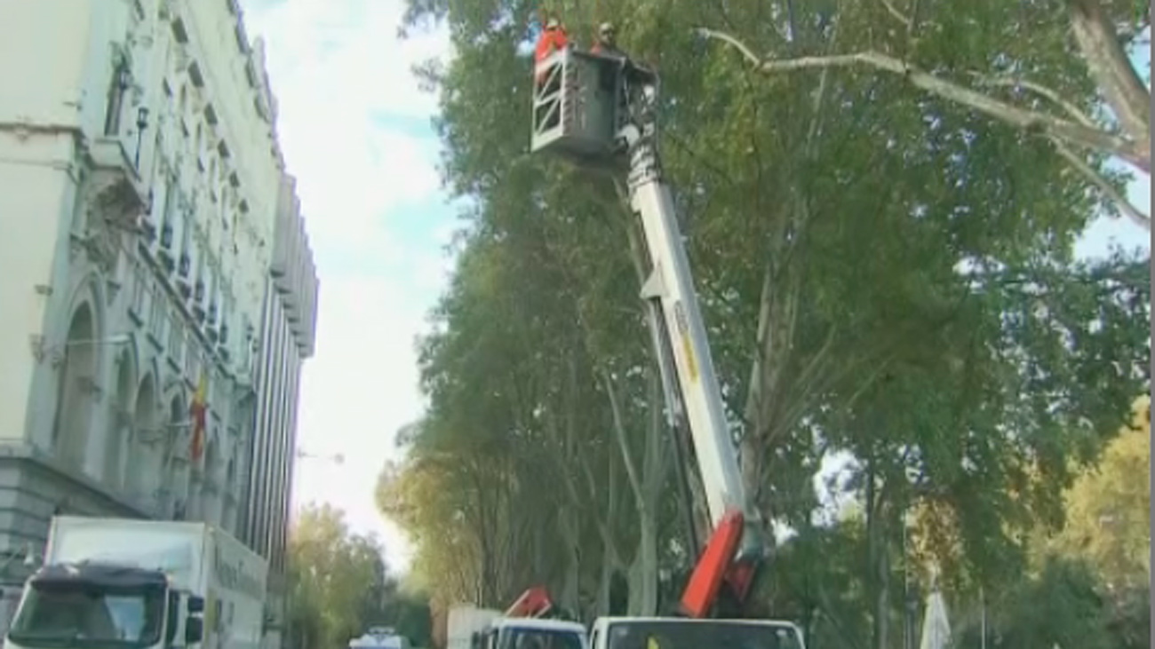 Arranca en el Paseo del Prado la campaña de poda en Madrid que afecta a 14.000 árboles