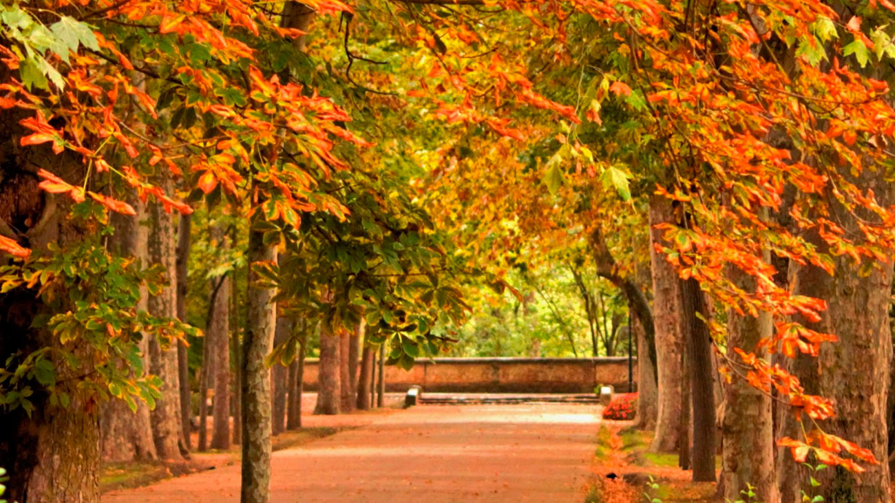 Otoño mágico en Aranjuez