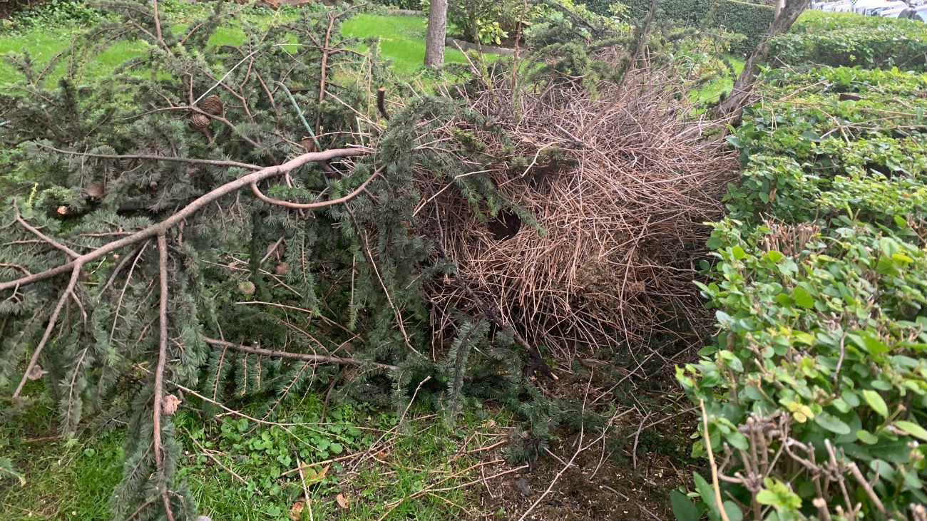 Nido de cotorra de 100 kilos