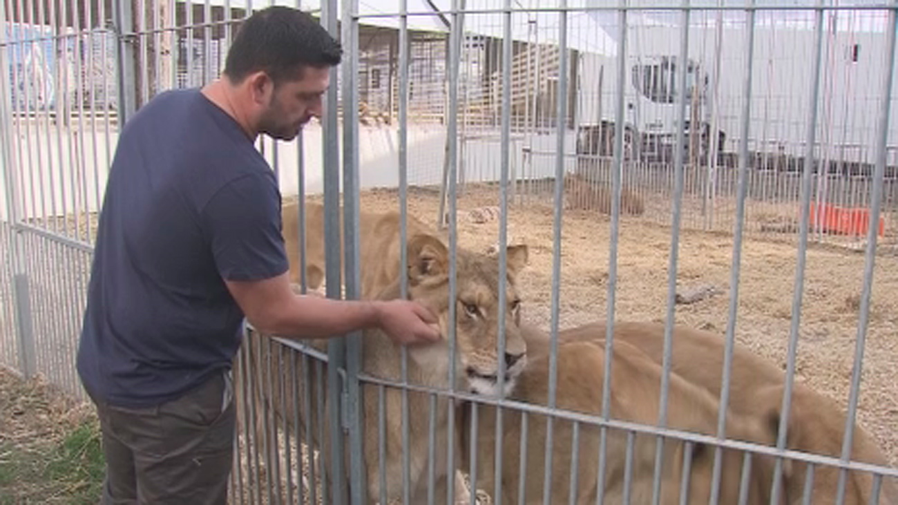 El circo llevará al Ayuntamiento de Madrid a los tribunales por prohibir los espectáculos con animales