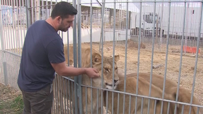 El circo llevará al Ayuntamiento de Madrid a los tribunales por prohibir los espectáculos con animales