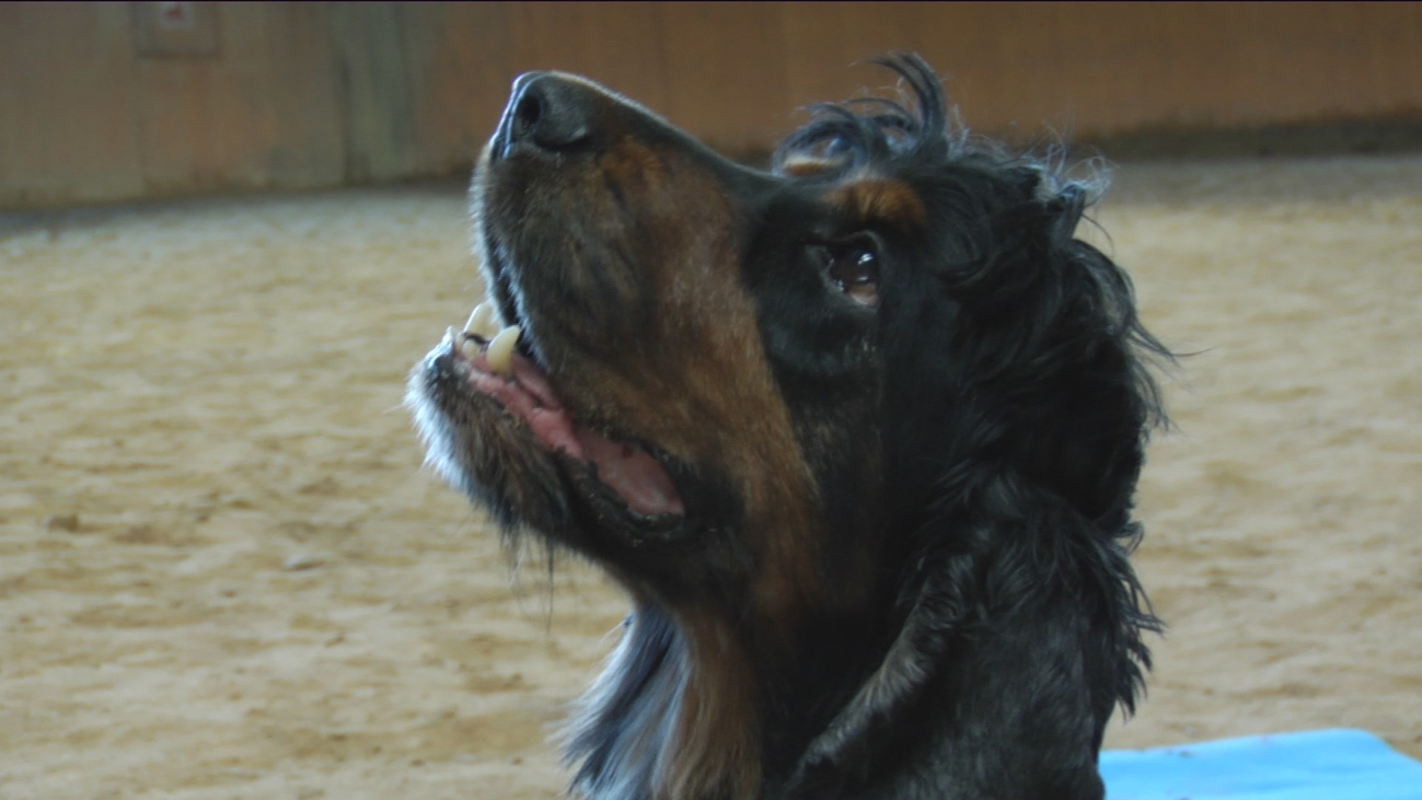 El adiós de Poncho, el perro policía capaz de hacer la reanimación cardíaca