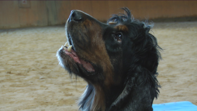 El adiós de Poncho, el perro policía capaz de hacer la reanimación cardíaca