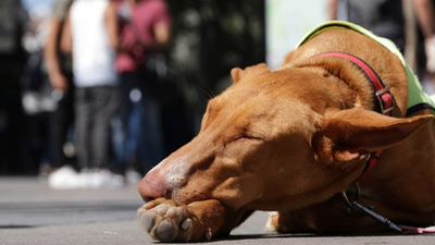 Estos perros abandonados buscan un hogar
