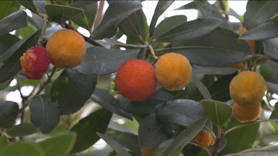 ¿A qué sabe el licor del madroño?
