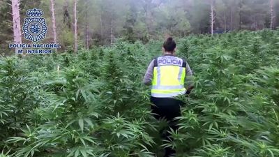 La Policía desmantela la mayor plantación de marihuana localizada en Aragón
