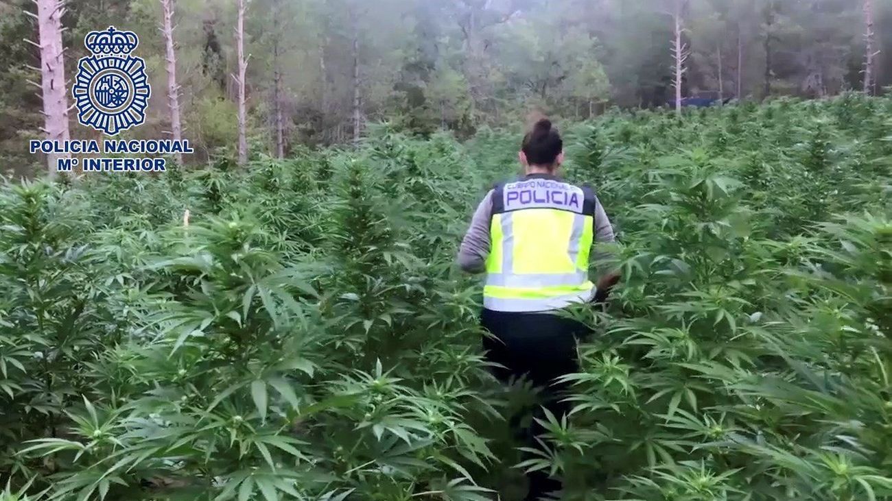 La Policía desmantela la mayor plantación de marihuana localizada en Aragón