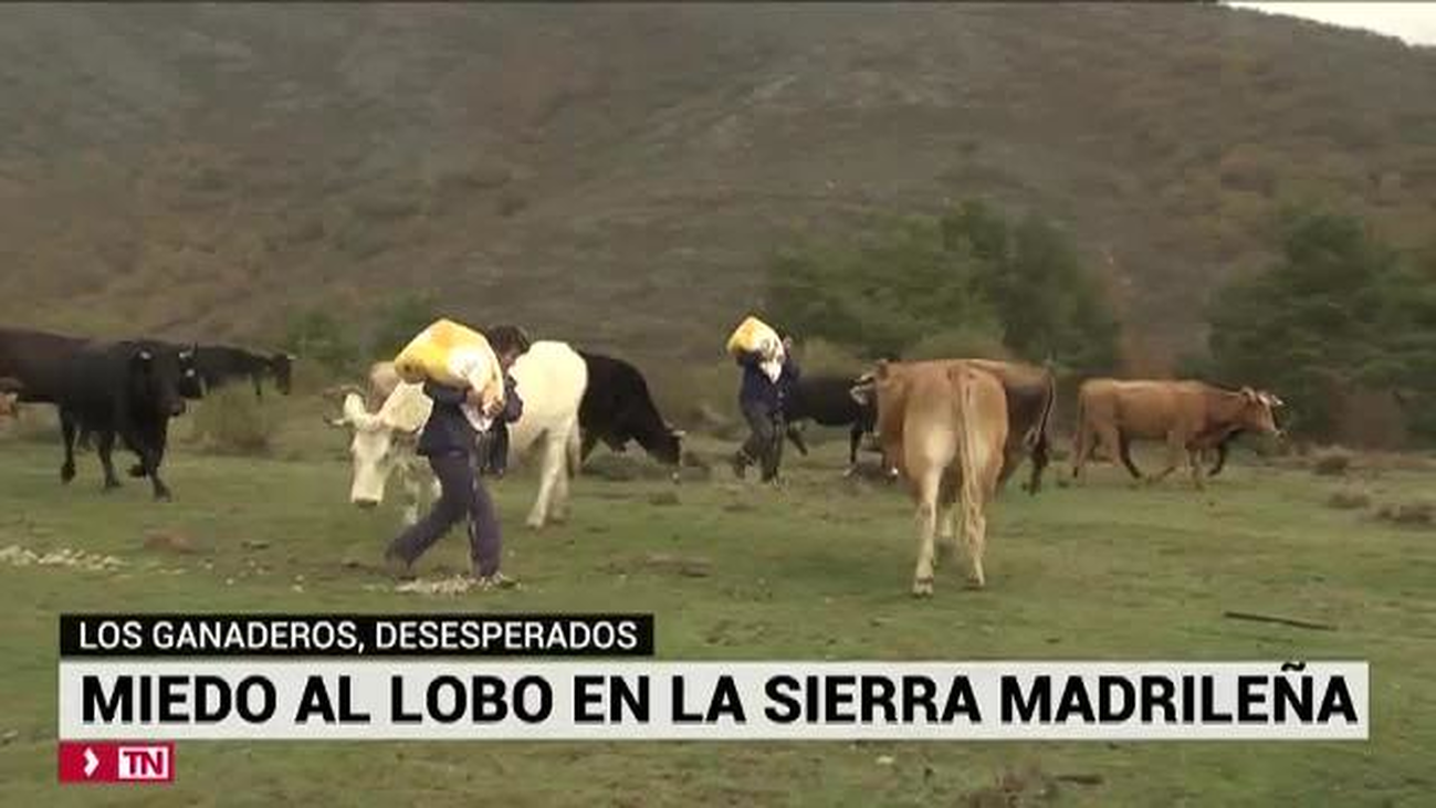 Los ganaderos, desesperados: miedo al lobo en la Sierra madrileña