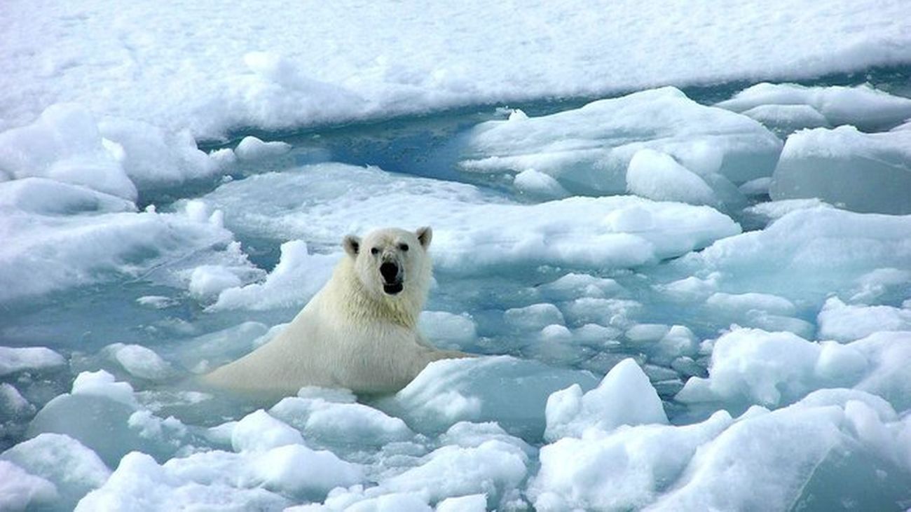 Más especies en peligro de extinción por el cambio climático