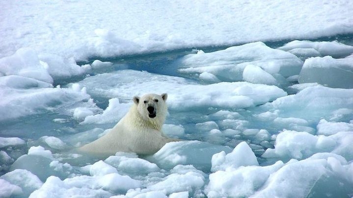 Más especies en peligro de extinción por el cambio climático