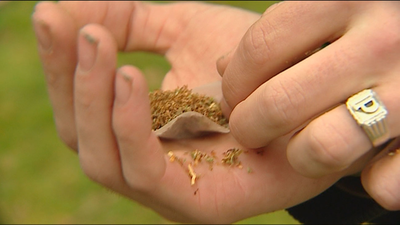 Aumenta el consumo de cannabis mediante cigarrillos electrónicos