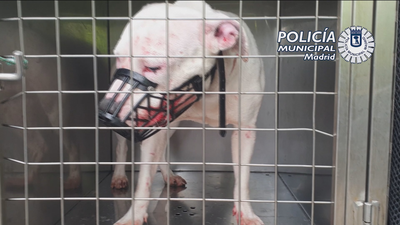 Rescatan a tres perros que llevaban días encerrados en un piso de Las Águilas