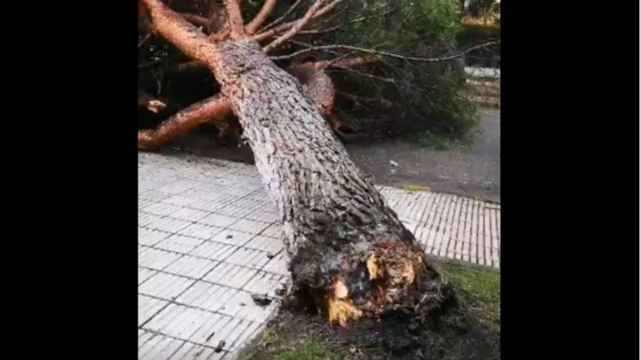 Caída de un pino