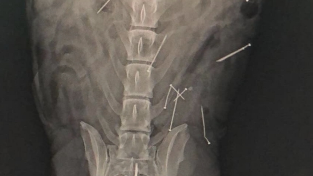 Alerta en Brunete por el hallazgo en las calles de salchichas con clavos