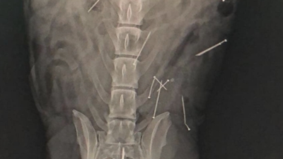 Alerta en Brunete por el hallazgo en las calles de salchichas con clavos