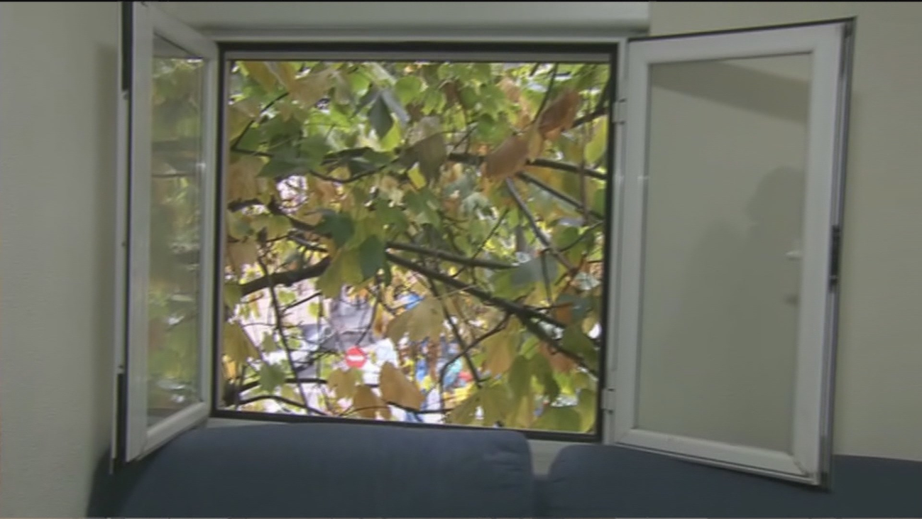 Un árbol como compañero de piso en varias viviendas de Carabanchel