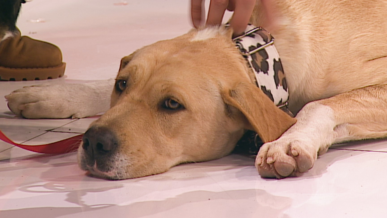 Dulce y Tintín buscan una familia