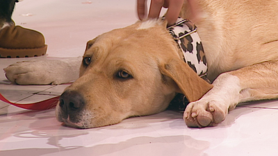 Dulce y Tintín buscan una familia