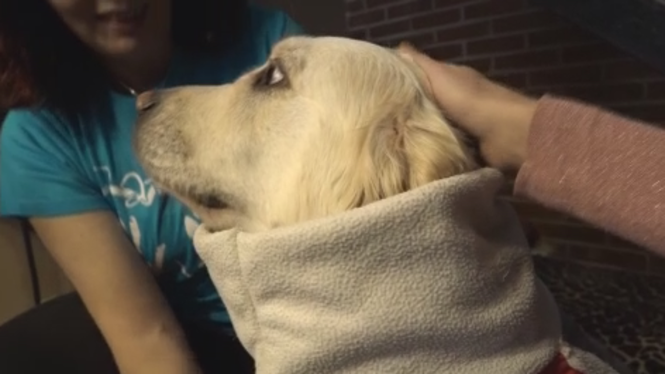 ¿Tienes abrigos que no usas? Pueden servir para perros necesitados