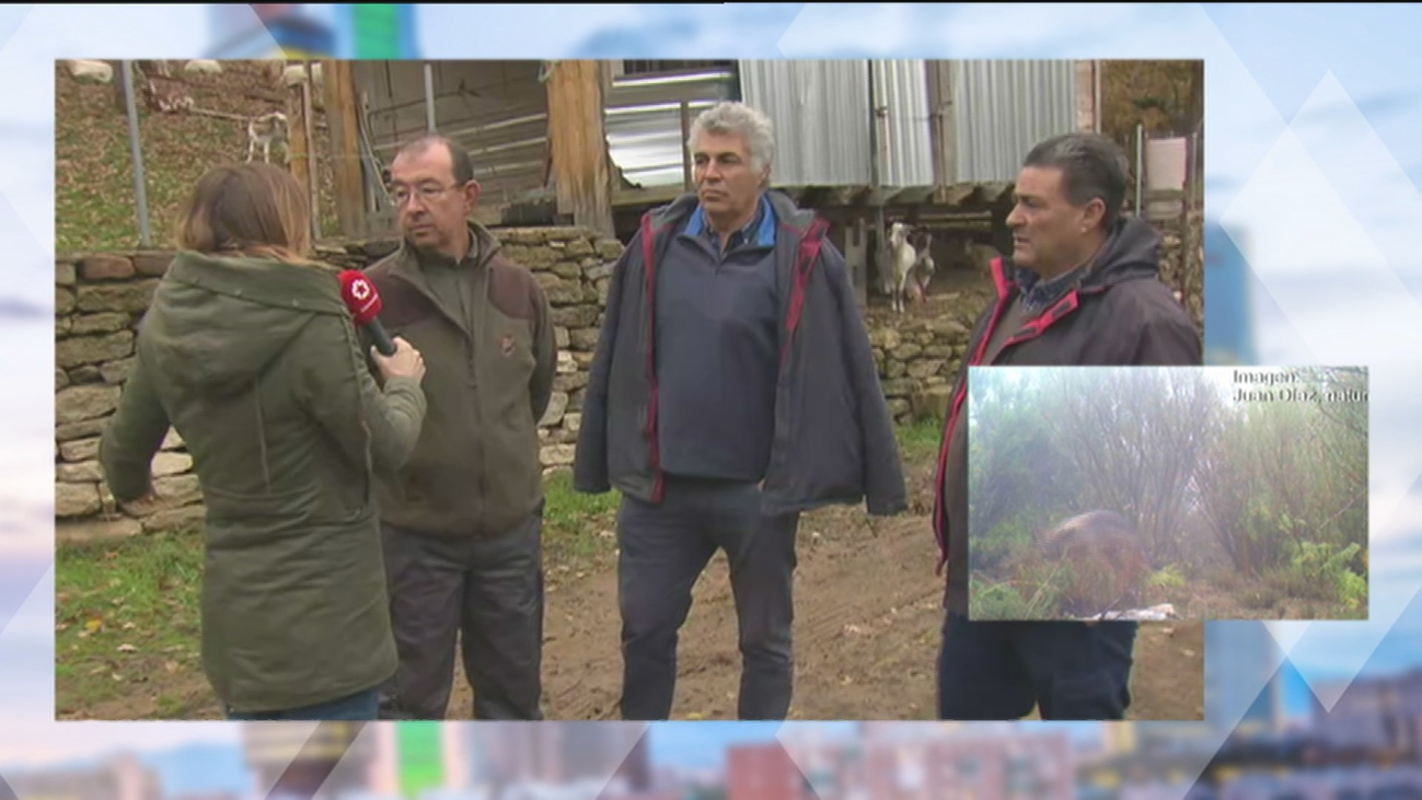Batalla legal de los ganaderos contra la Comunidad de Madrid ante las escasas ayudas por ataques de lobos