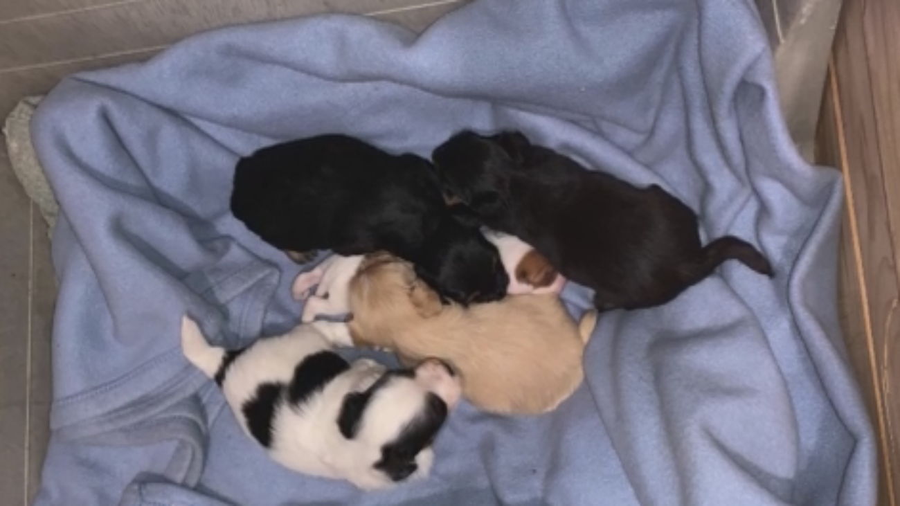 ¿Quién ha apaleado y arrojado 8 cachorros a la basura en Ciempozuelos?