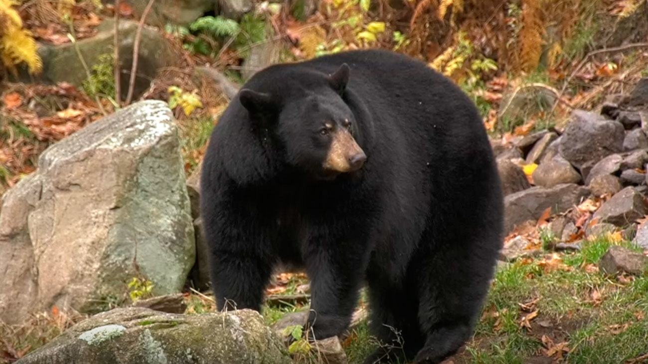 La naturaleza canadiense de Ottawa