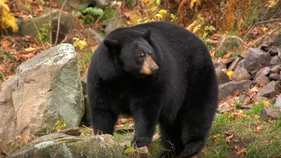 La naturaleza canadiense de Ottawa
