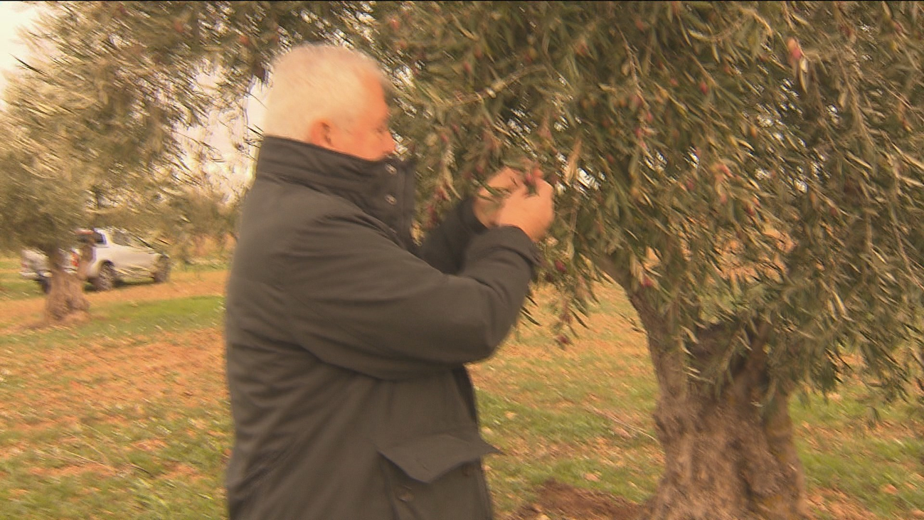 Titulcia, una cosecha escasa de aceituna, pero de gran calidad
