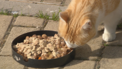 1.500 euros de multas por alimentar a los gatos callejeros en Pinto